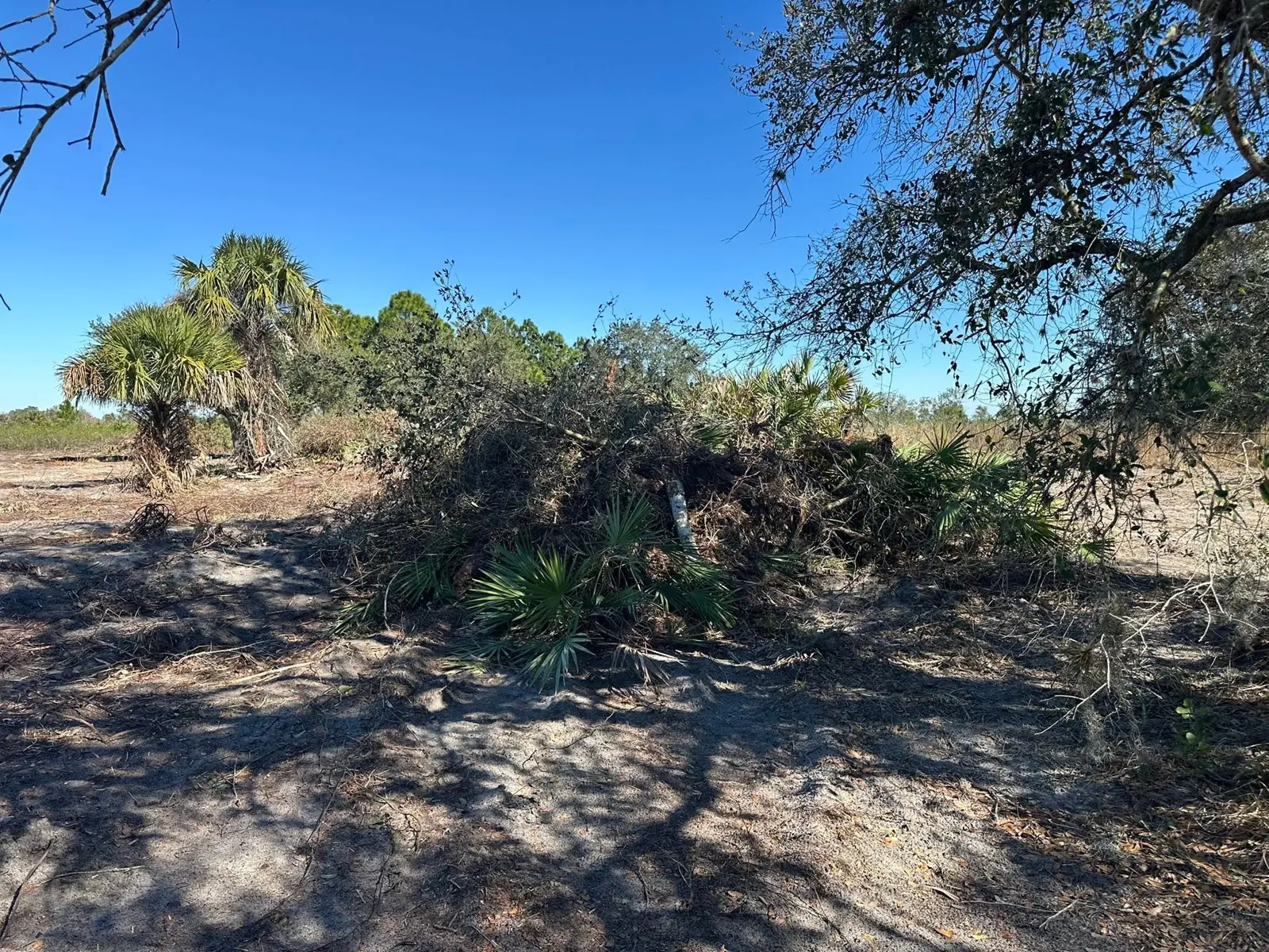 Brush piles beneath trees in the land-clearing work area
