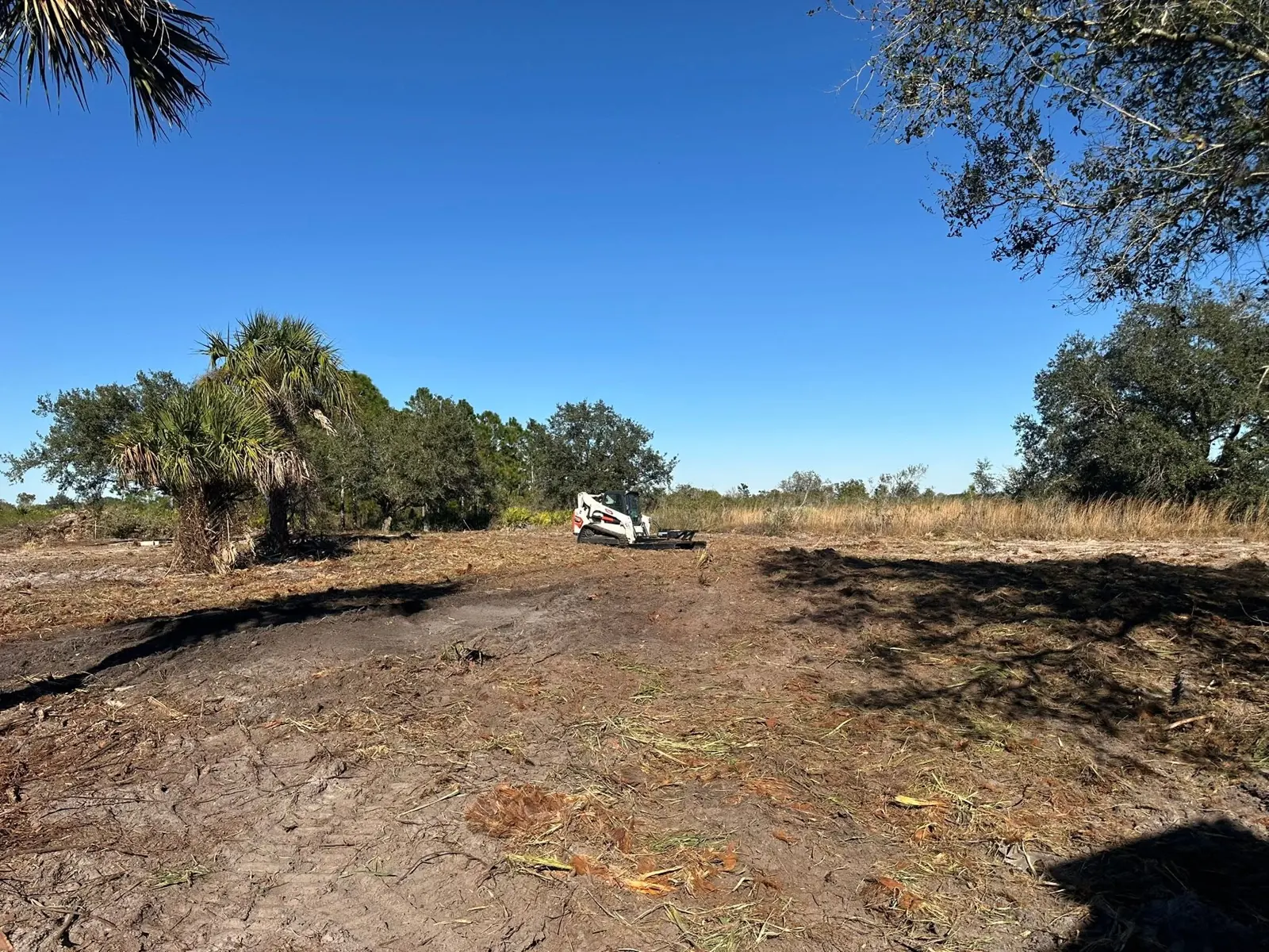 Open ground and remaining trees across the clearing site