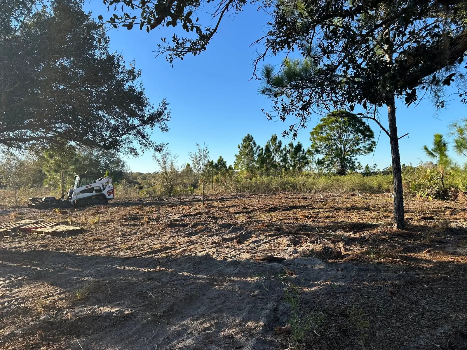 Cleared soil beneath trees at the project site