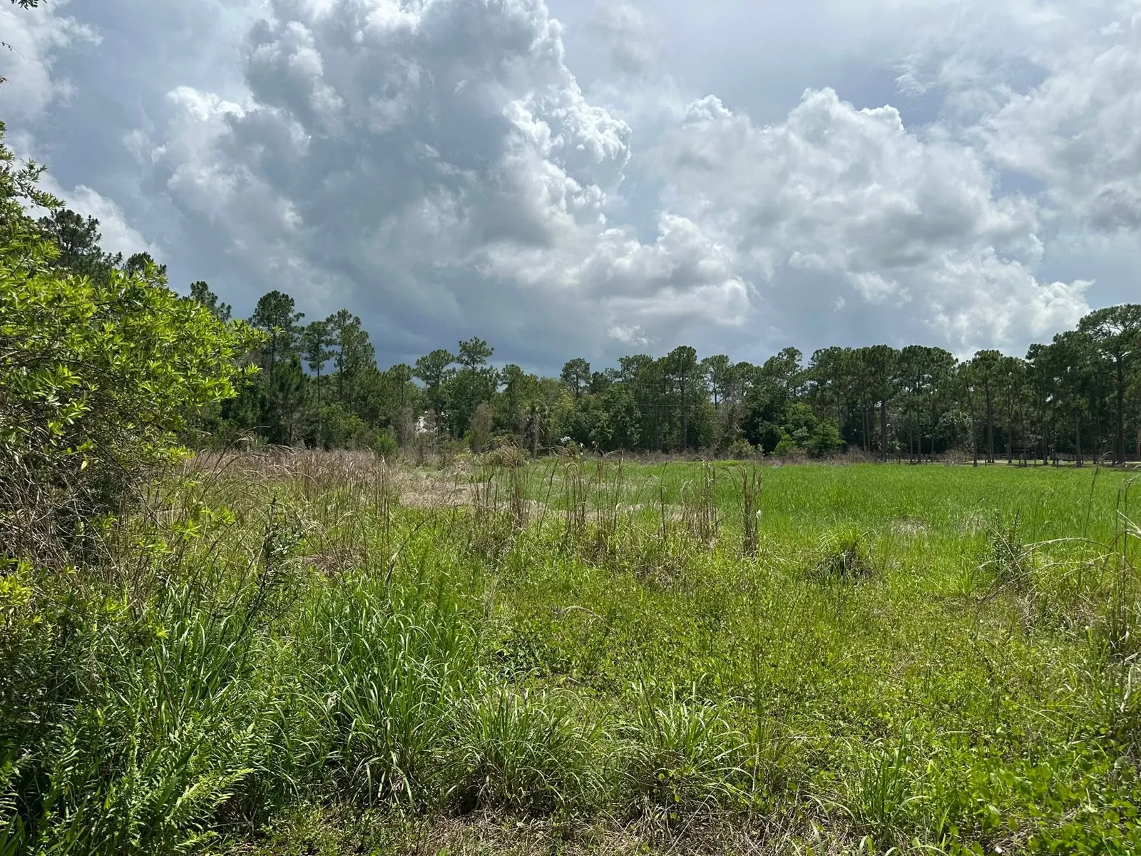 Dense underbrush at the wooded acreage property