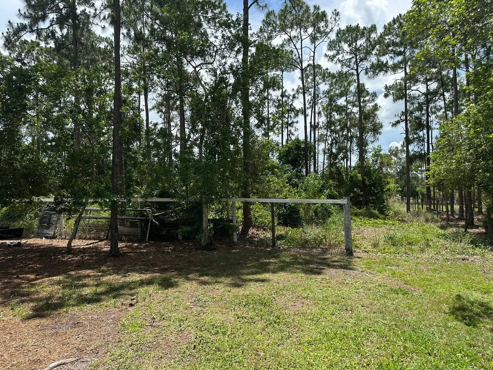 Trees and open ground during underbrush clearing