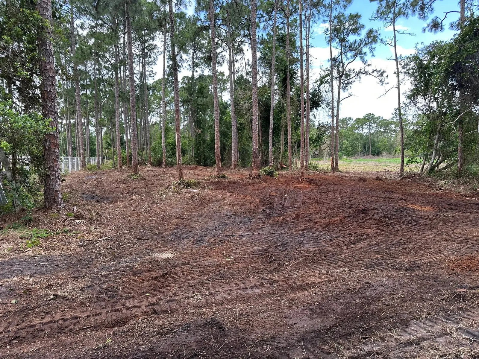 Exposed ground between trees after underbrush work
