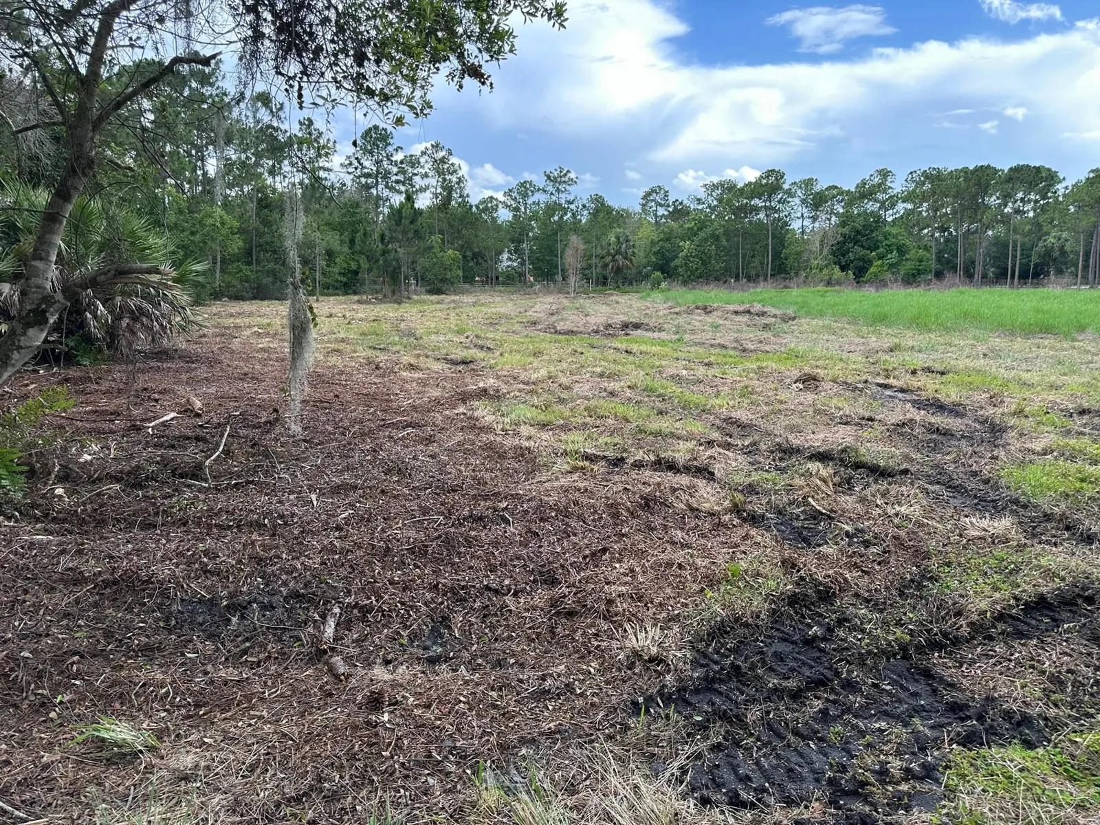 Cleared undergrowth with established trees retained